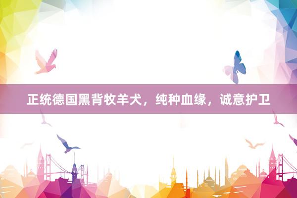 正统德国黑背牧羊犬，纯种血缘，诚意护卫